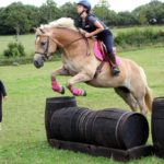 ecuries d'oré valorisation élevage poneys de sport