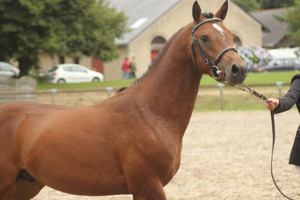 ecuries d'oré pension commerce valorisation poney