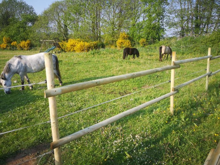 ecuries d'oré valorisation élevage poneys de sport