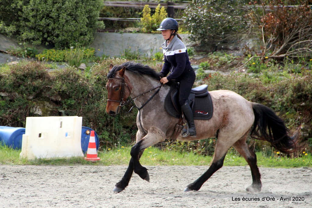 ecuries d'oré pension commerce valorisation poney