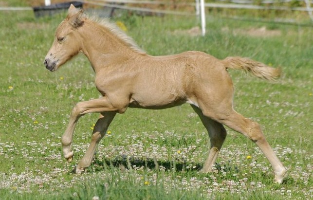 ecuries d'oré pension commerce valorisation poney