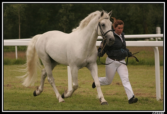 ecuries d'oré pension commerce valorisation poney