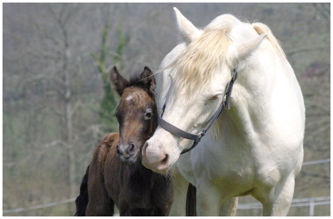 ecuries d'oré pension commerce valorisation poney